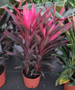 Red Pepper Cordyline